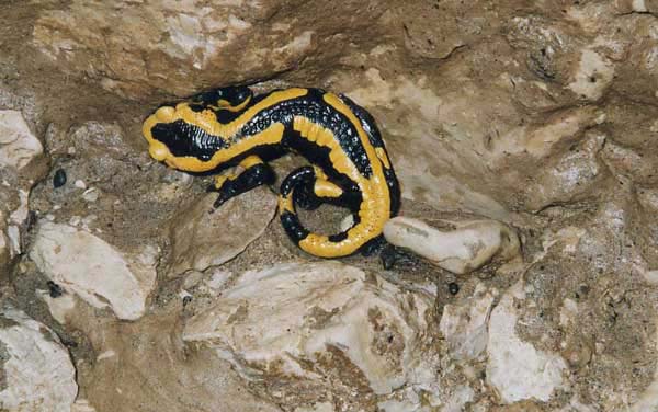 Salamandre