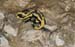 Salamandre